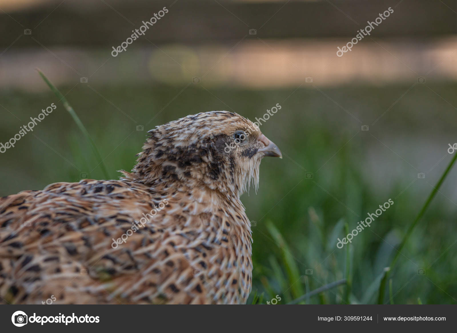 3 Peluang Menguntungkan Beternak Burung Puyuh