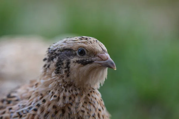 Kwartel Het Weitje — Stockfoto