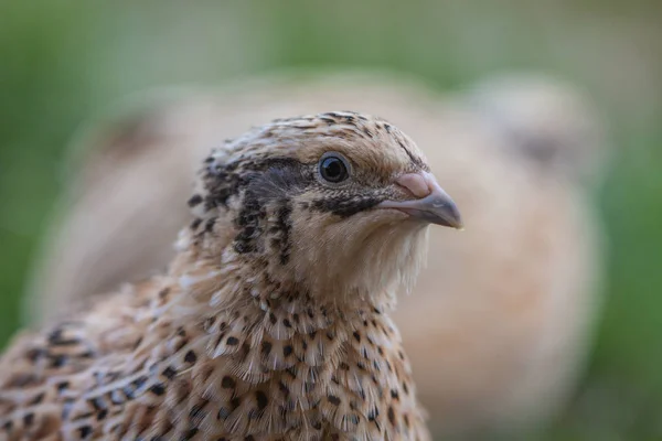 Kwartel Het Weitje — Stockfoto