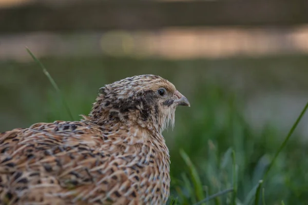 Vaktel Ängen — Stockfoto