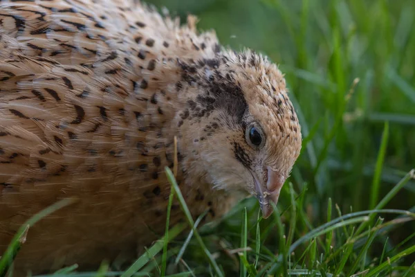 Kwartel Het Weitje — Stockfoto