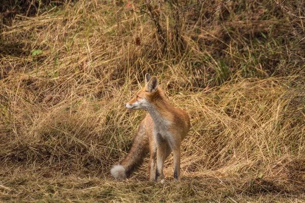 Junger Rotfuchs Auf Einer Wiese — Stockfoto