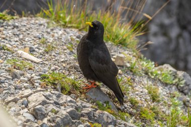 Alp öküzü yemek için yalvarıyor.