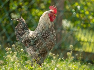 Çiftlikteki serbest horoz