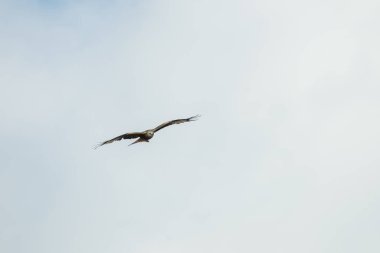 Kırmızı uçurtma yiyecek arıyor.