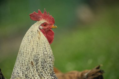 Çayırdaki siyah beyaz horoz