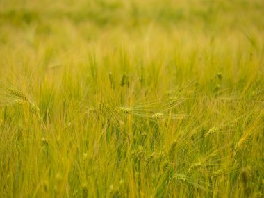 Hasattan hemen önce tahıl tarlası
