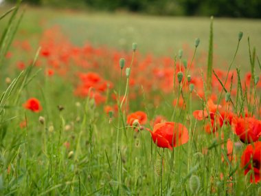 Hasattan hemen önce tahıl tarlası
