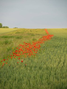 Hasattan hemen önce tahıl tarlası