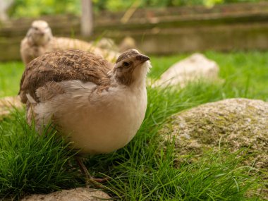Kuşhanede bıldırcın.