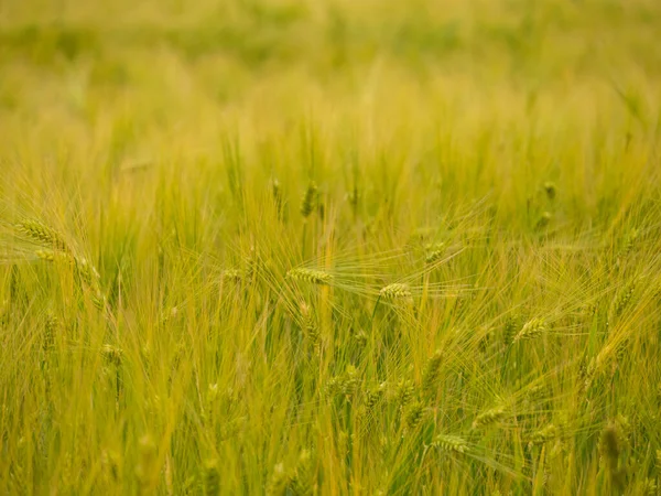 Grain Field Just Harvest — Stock Photo, Image