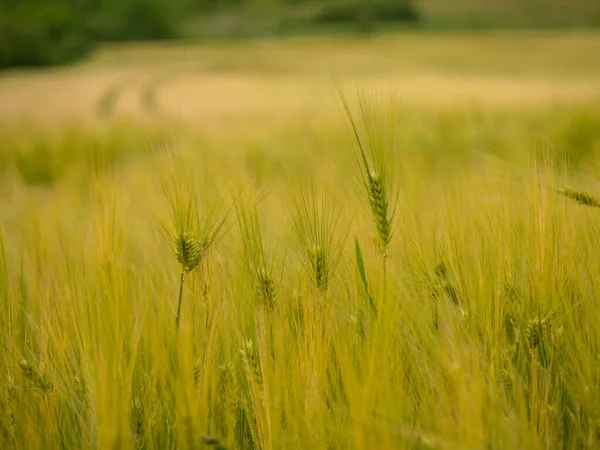 Campo Grano Justo Antes Cosecha —  Fotos de Stock