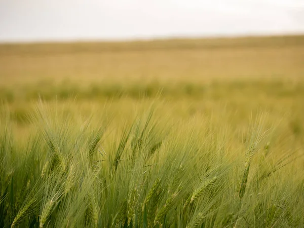 Campo Grano Poco Prima Del Raccolto — Foto Stock