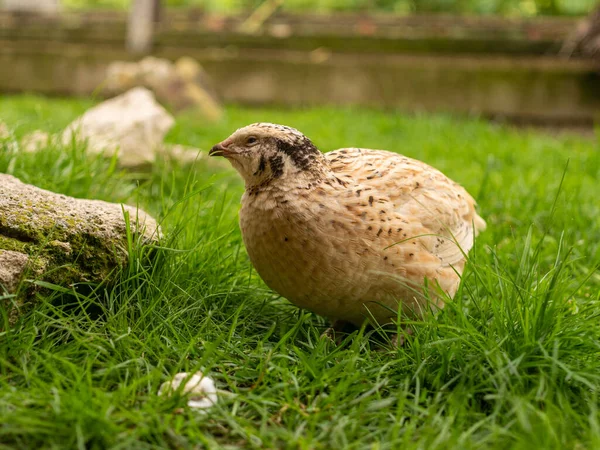 Kwartel Een Volière — Stockfoto