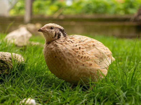 Kwartel Een Volière — Stockfoto