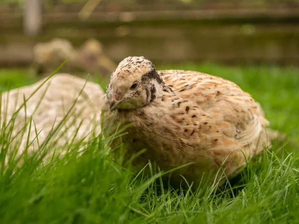 Kwartel Een Volière — Stockfoto