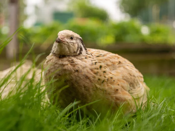 Kwartel Een Volière — Stockfoto