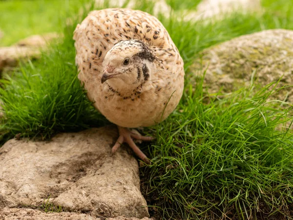 Quail Aviary — Stock Photo, Image