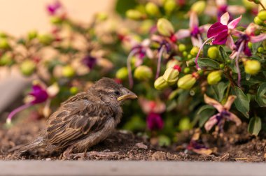Küçük serçe henüz tam olarak tüylenmemiş.