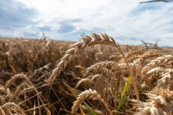 Зерновое Поле Перед Сбором Урожая — стоковое фото