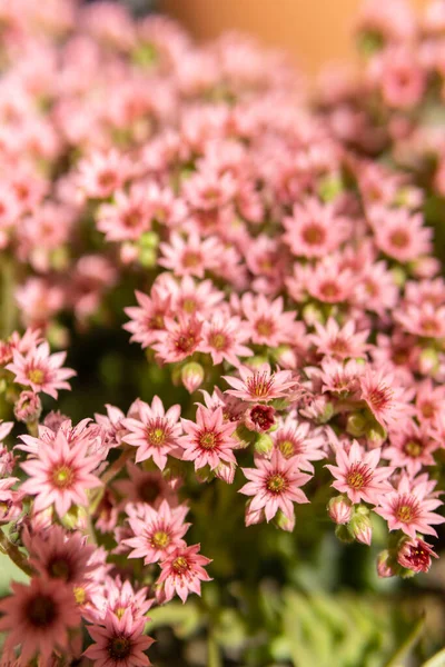 小粉红的花 — 图库照片