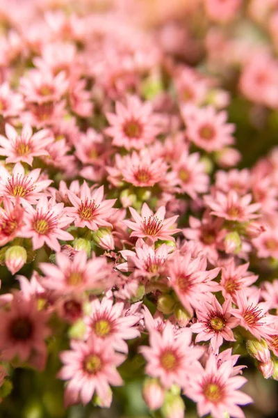 Små Rosa Blommor Från Houseleek — Stockfoto