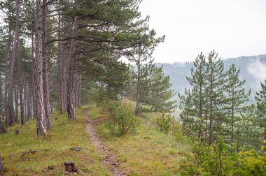 Yaz mevsiminde manzara