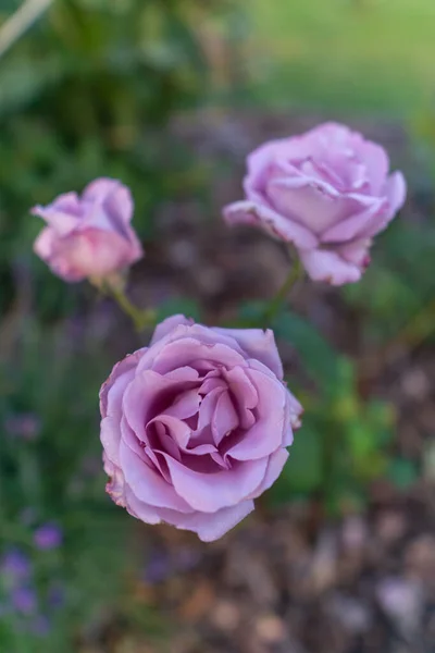 Róża Kolorze Łososia Ogrodzie — Zdjęcie stockowe