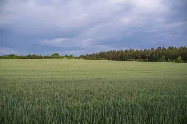 Paisagem Temporada Verão — Fotografia de Stock