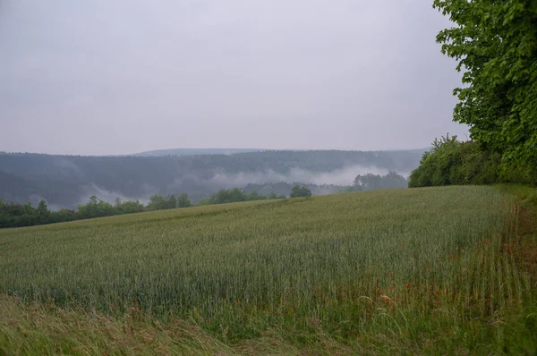 Landschap Het Zomerseizoen — Stockfoto