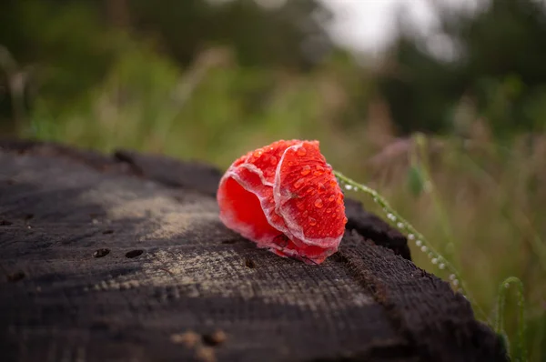 Flor Amapola Con Gotas Lluvia — Foto de Stock