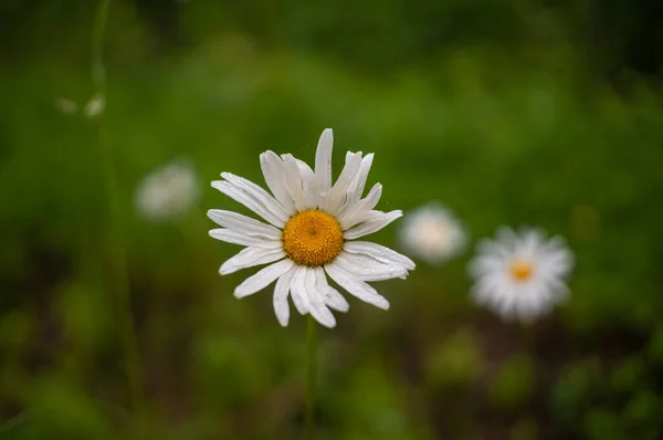 Marguerite Baharda Bir Çayırda — Stok fotoğraf