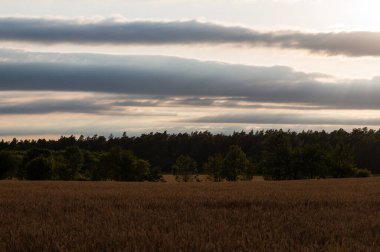 Yaz mevsiminde manzara