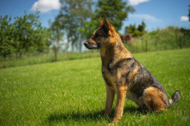 Sonbaharda Alman çoban köpeği