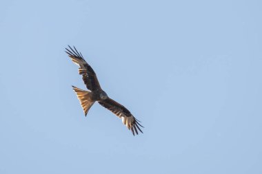 Kırmızı uçurtma yiyecek arıyor.