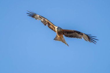 Kırmızı uçurtma yiyecek arıyor.