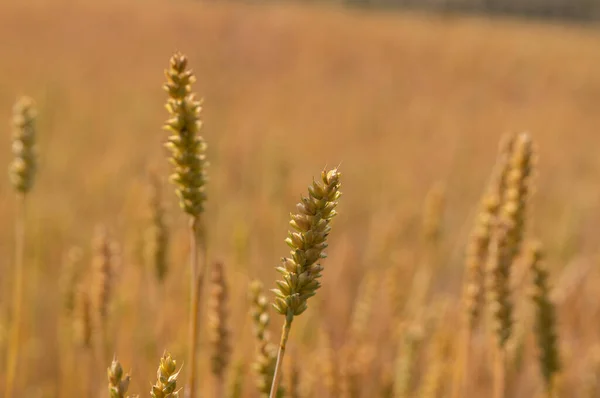 Campo Grano Poco Prima Del Raccolto — Foto Stock