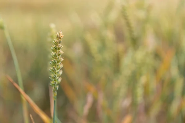 Campo Grano Poco Prima Del Raccolto — Foto Stock