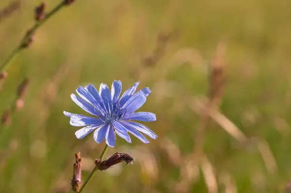 Flor Azul Prado — Foto de Stock