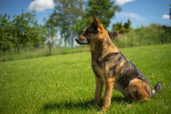 Sonbaharda Alman Çoban Köpeği Telifsiz Stok Imajlar