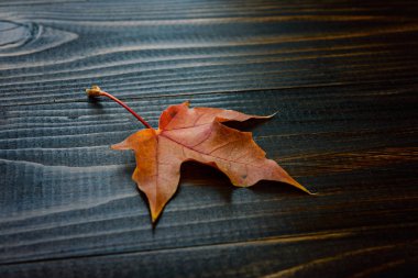 sonbahar yaprakları arka plan