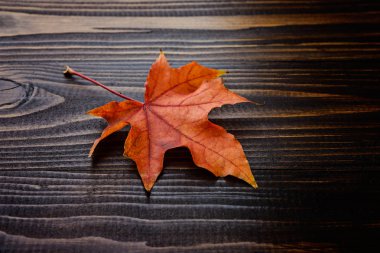 sonbahar yaprakları arka plan