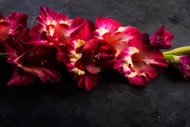 Glayöl çiçek karanlık bir arka plan, seçici odak üzerinde