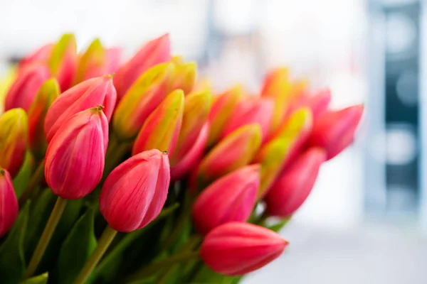 Букет Тюльпанов Тюльпаны Женский День День Матери — стоковое фото