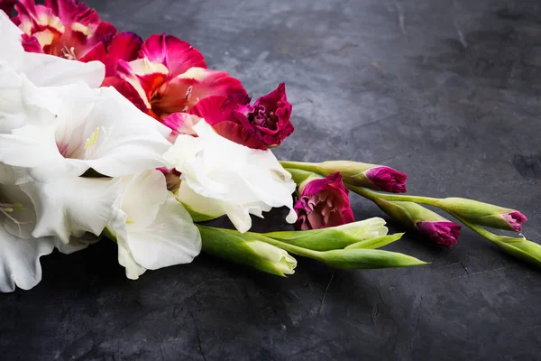 Gladiolo Flores Sobre Fondo Oscuro Enfoque Selectivo — Foto de Stock