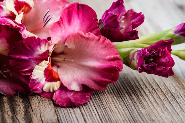 Розовый Цветок Гладиолуса Деревянном Фоне — стоковое фото