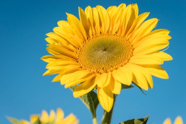 Ayçiçeği alan ayçiçeği ve mavi gökyüzü