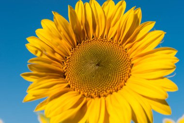 Ayçiçeği alan ayçiçeği ve mavi gökyüzü