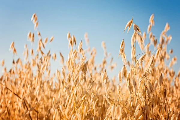 Haferähren Auf Dem Feld Und Blauer Himmel — Stockfoto