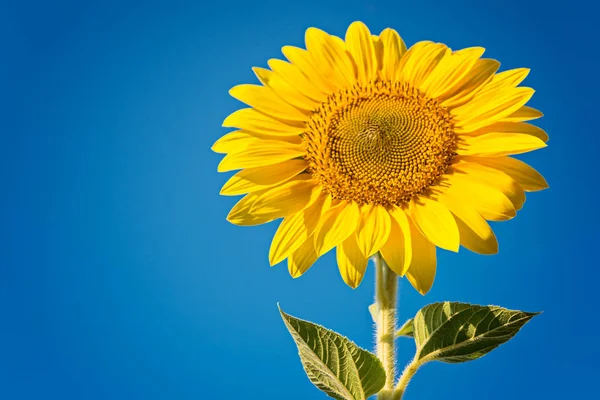 Girasol Campo Girasoles Cielo Azul —  Fotos de Stock